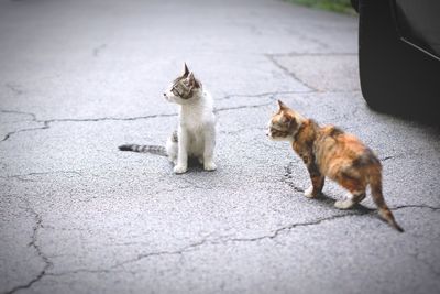 Cat sitting on street