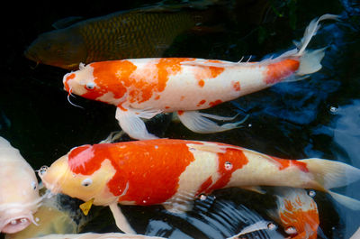 Close-up of koi fish in water