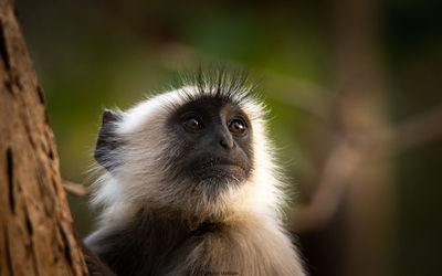 Portrait of a langoor