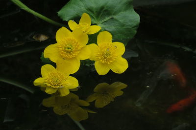 High angle view of yellow flowering plant