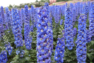 Close-up of purple lavender flowers