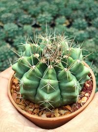 High angle view of succulent plant