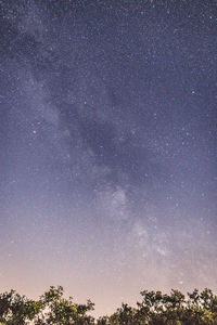 Low angle view of trees against sky at night