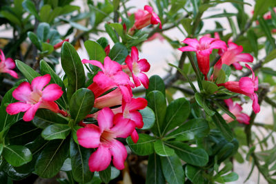 Close-up of pink flowering plant leaves