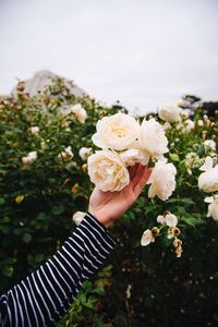 Close-up of woman holding bouquet