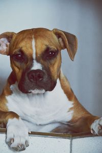 Close-up portrait of dog relaxing at home