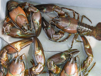 High angle view of fish for sale in market