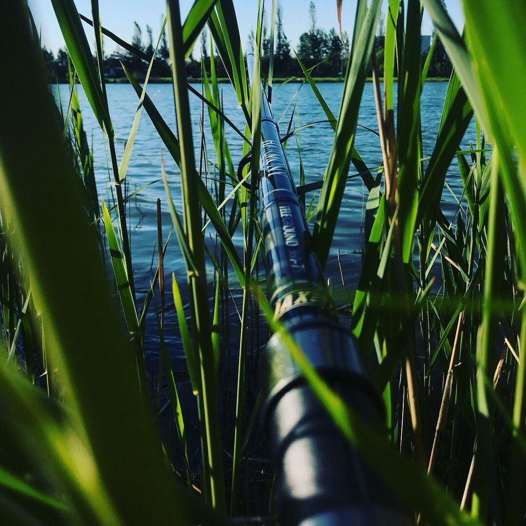 plant, growth, green color, nature, grass, selective focus, day, no people, sunlight, land, field, close-up, blade of grass, beauty in nature, agriculture, tranquility, focus on background, outdoors, bamboo - plant, plant part, plantation