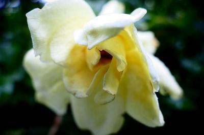 Close-up of yellow rose blooming outdoors