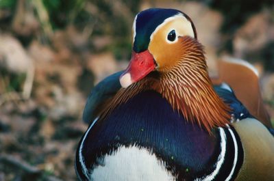 Close-up of mandarin duck