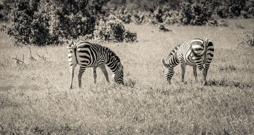 Zebras in a field