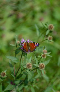 Close-up of bee pollinating on flower