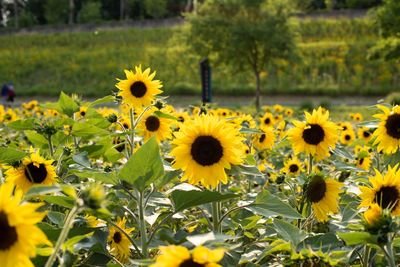 Close-up of sunflowers on field