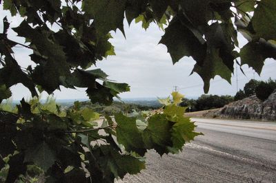 Close-up of plants growing on road against sky