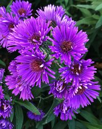 Close-up of purple flowers blooming outdoors