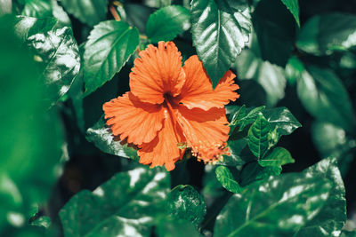 Close-up of orange flowering plant