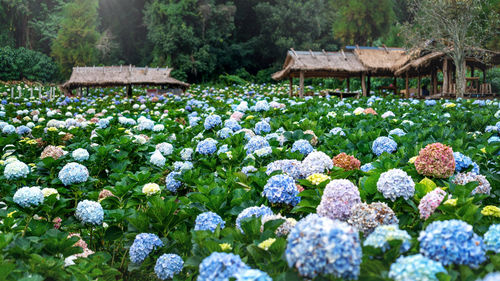 View of flowering plants in garden