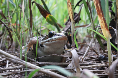 Close-up of a frog on field