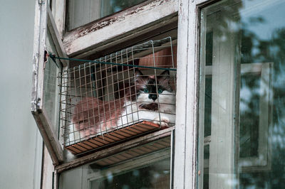 View of bird in cage