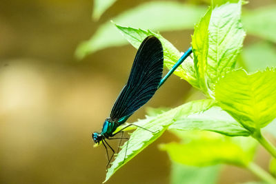 Close-up of damselfly on leaf