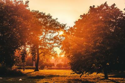 Sun shining through trees in park