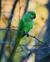 Close-up of parrot perching on branch