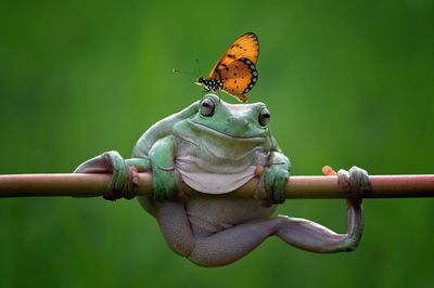 Butterfly on the frog