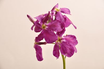 Close-up of purple flowering plant against white background