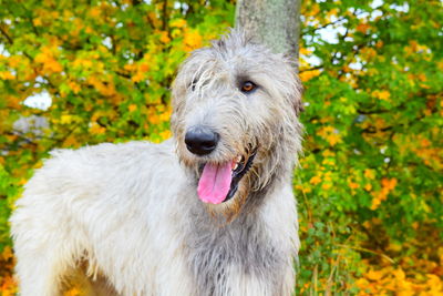 Close-up of dog sticking out tongue in autumn