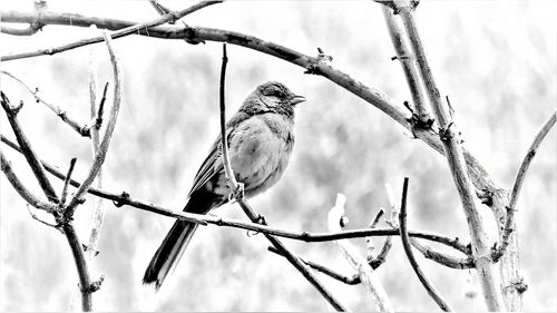 Low angle view of bird perching on tree against sky