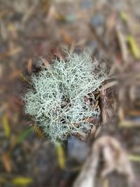 Close-up of cactus