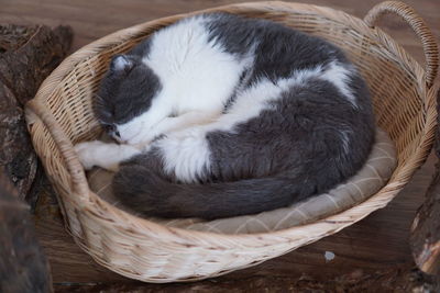 Cat sleeping in basket