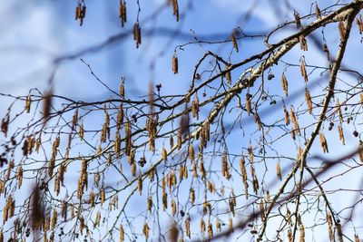 Close-up of plant against sky