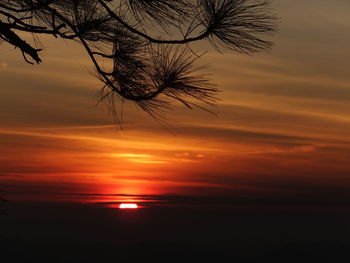 Close-up of silhouette tree against orange sky