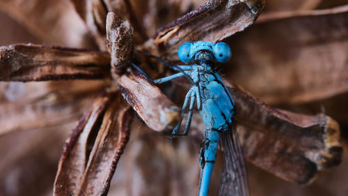 Close-up of rope tied up on wood