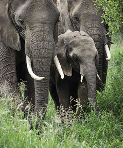 Elephant in a field