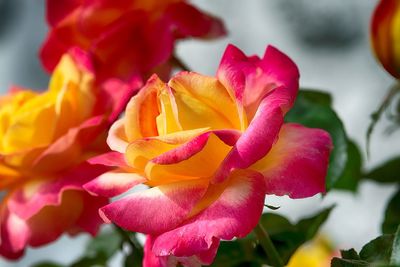 Close-up of pink rose