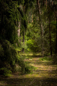 Footpath amidst trees in forest