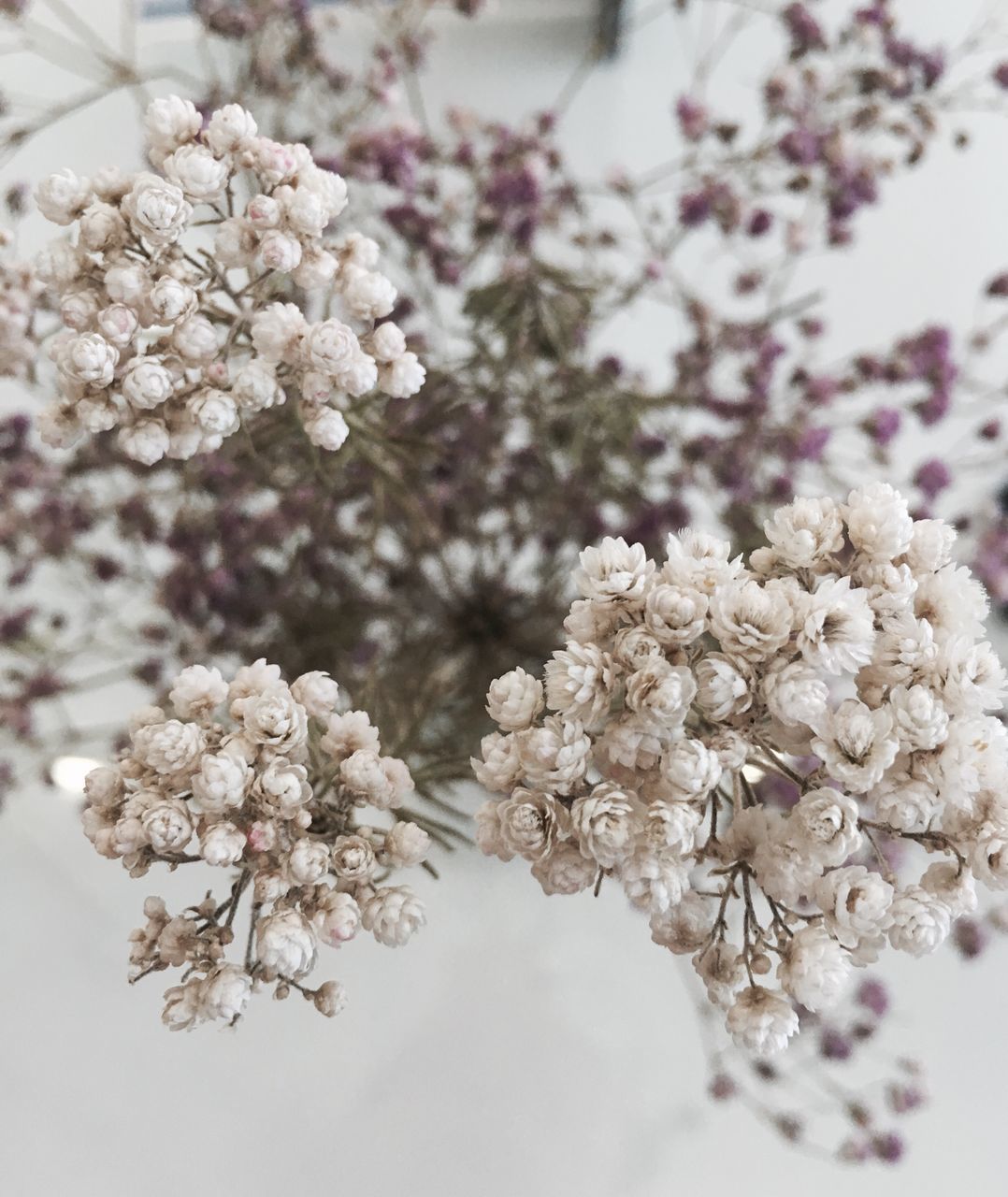 flower, freshness, fragility, cherry blossom, beauty in nature, close-up, growth, petal, white color, nature, blossom, cherry tree, branch, focus on foreground, tree, bunch of flowers, season, selective focus, springtime, in bloom