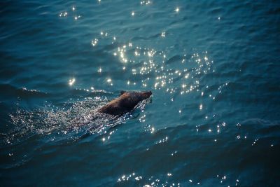 High angle view of wild boar in sea