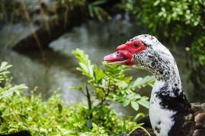 Close-up of swan in water