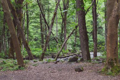 Trees in forest