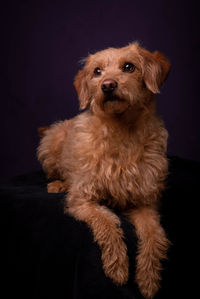 Close-up portrait of dog against black background