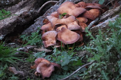 High angle view of mushrooms on field