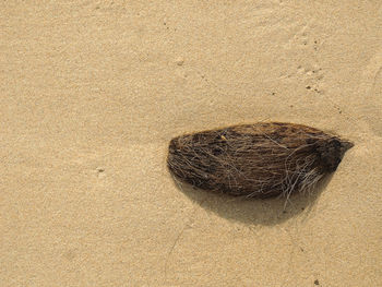 High angle view of coconut shell at sandy beach