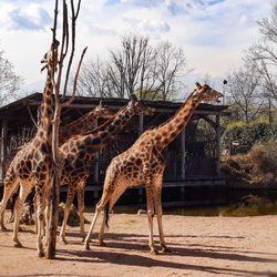 View of giraffe on field against sky