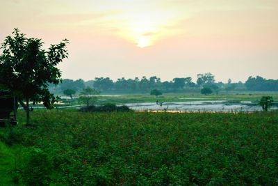 Scenic view of field against sky during sunset