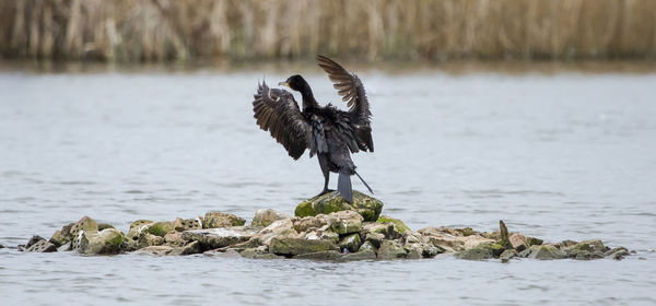 Cormorant perching on rock in lake