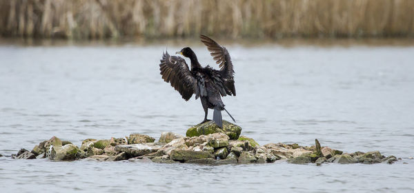 Bird perching on lake