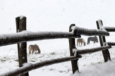 Close-up of snow covered fence during winter